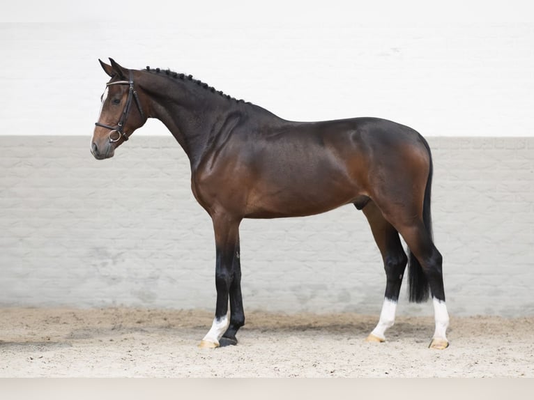 KWPN Castrone 3 Anni 162 cm Baio in Heerde