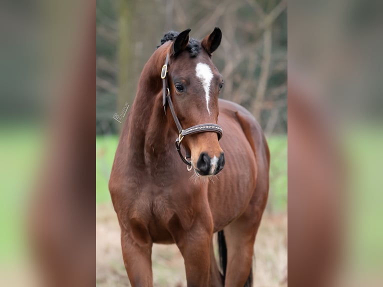 KWPN Castrone 3 Anni 162 cm Baio scuro in Peer