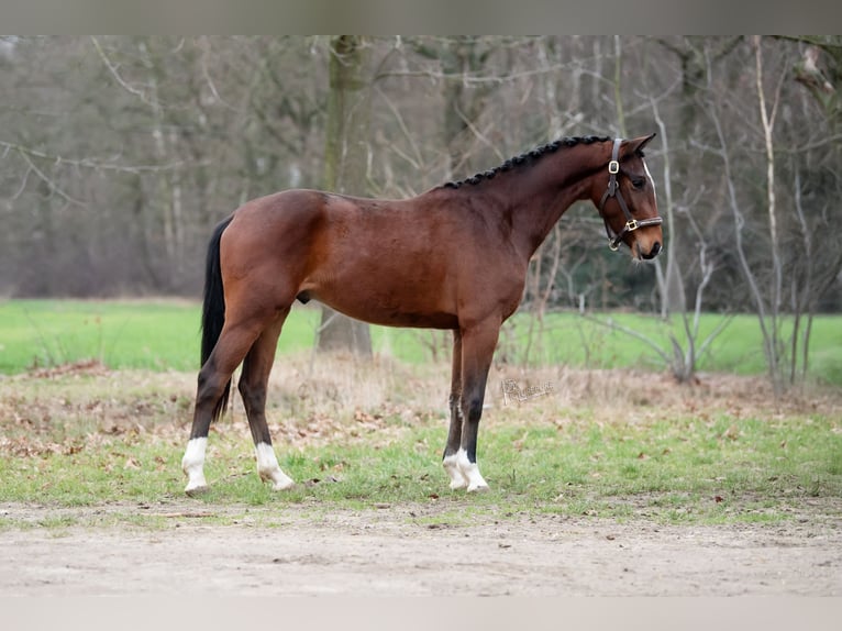 KWPN Castrone 3 Anni 162 cm Baio scuro in Peer