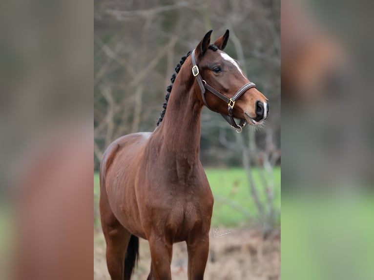 KWPN Castrone 3 Anni 162 cm Baio scuro in Peer