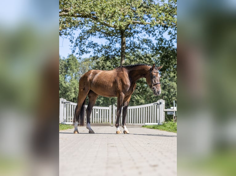 KWPN Castrone 3 Anni 162 cm Baio scuro in Ambt Delden