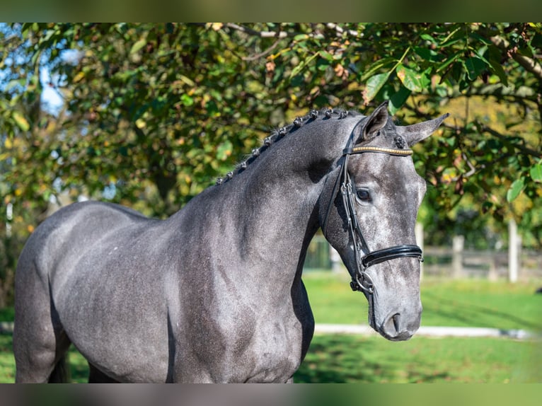 KWPN Castrone 3 Anni 162 cm Grigio in GROTE-BROGEL