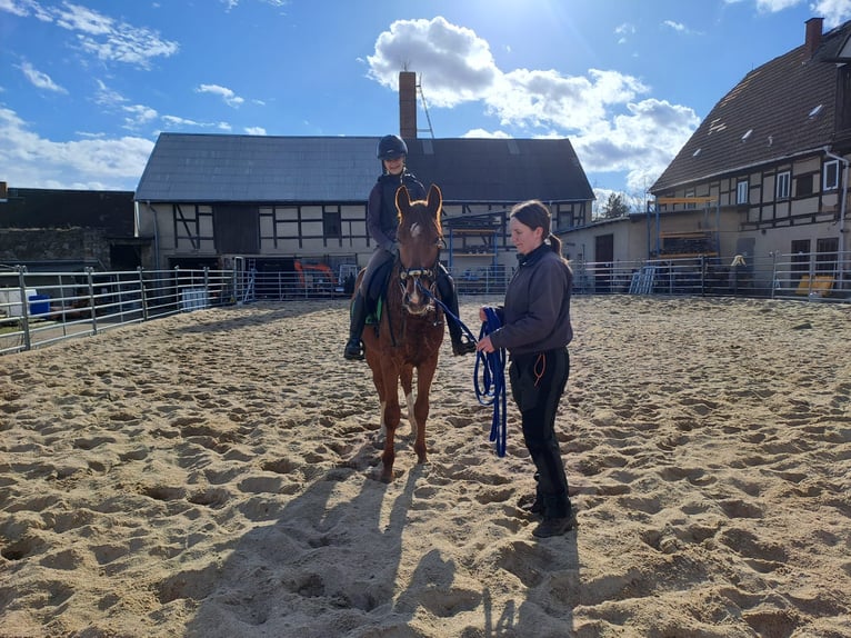 KWPN Castrone 3 Anni 162 cm Sauro in Mügeln