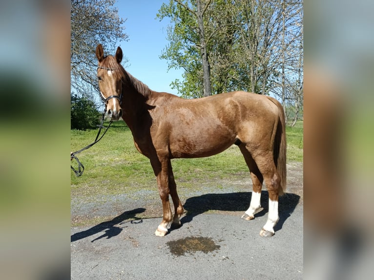 KWPN Castrone 3 Anni 162 cm Sauro in Mügeln