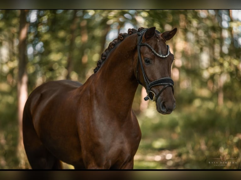 KWPN Castrone 3 Anni 162 cm Sauro scuro in Wehringen