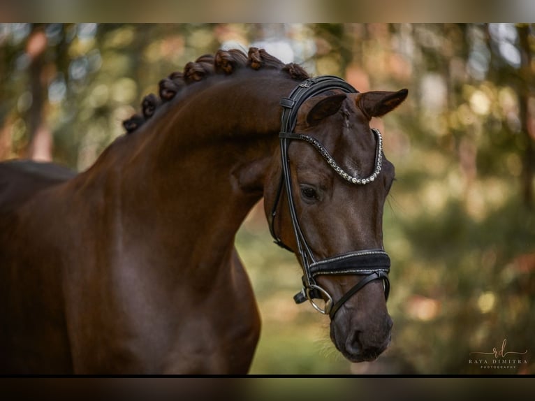 KWPN Castrone 3 Anni 162 cm Sauro scuro in Wehringen