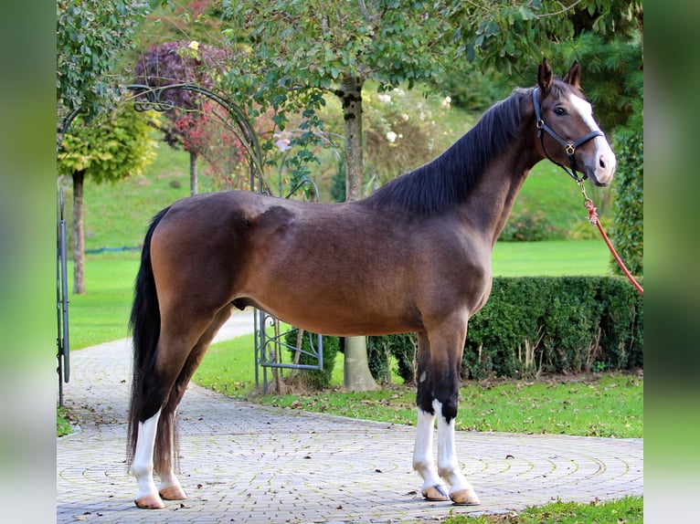 KWPN Castrone 3 Anni 163 cm Baio in Kamnik