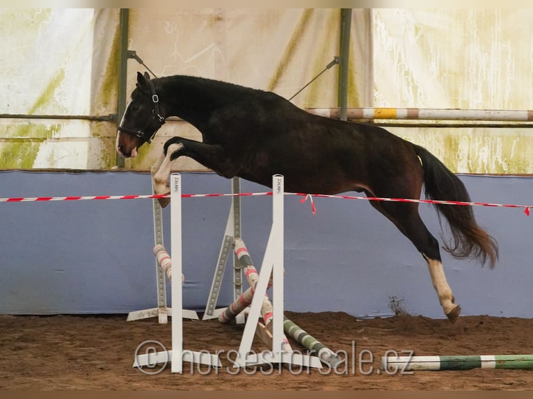 KWPN Castrone 3 Anni 163 cm Baio in Ceske Budejovice