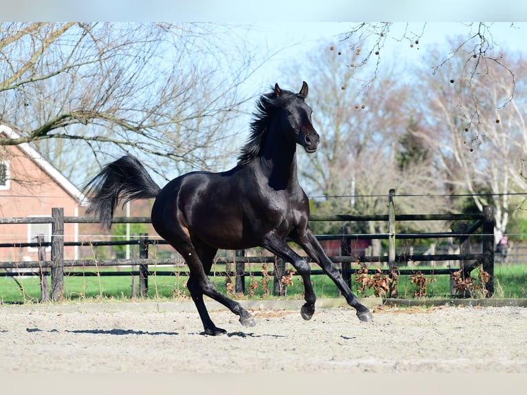 KWPN Castrone 3 Anni 163 cm Baio nero in Oud Gastel