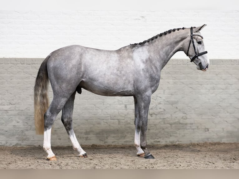 KWPN Castrone 3 Anni 163 cm  in Heerde