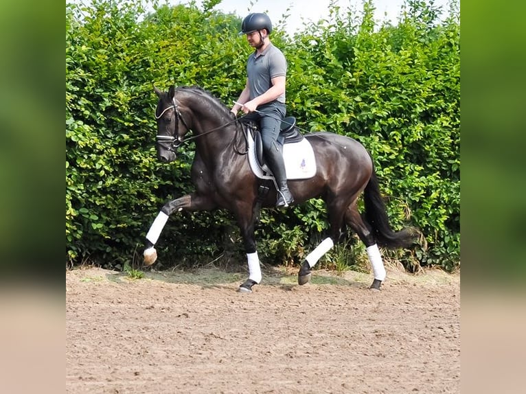 KWPN Castrone 3 Anni 163 cm Morello in Prinsenbeek