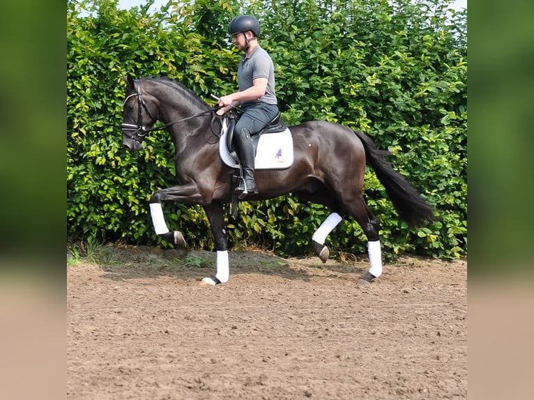KWPN Castrone 3 Anni 163 cm Morello in Prinsenbeek