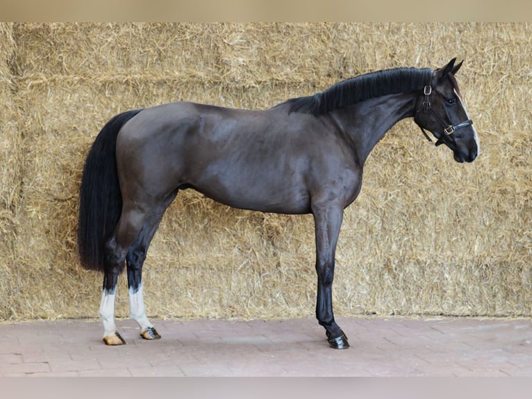 KWPN Castrone 3 Anni 163 cm Morello in Moergestel