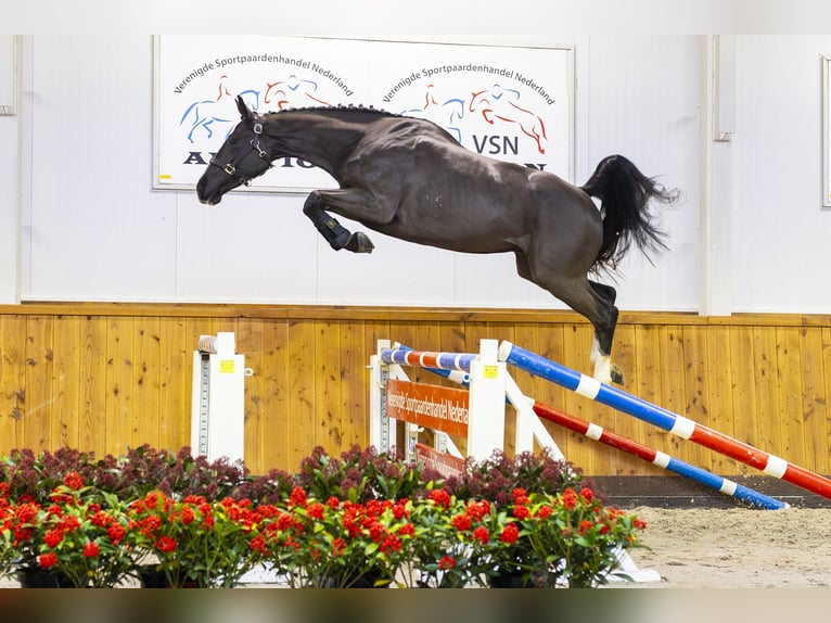 KWPN Castrone 3 Anni 163 cm Morello in Moergestel