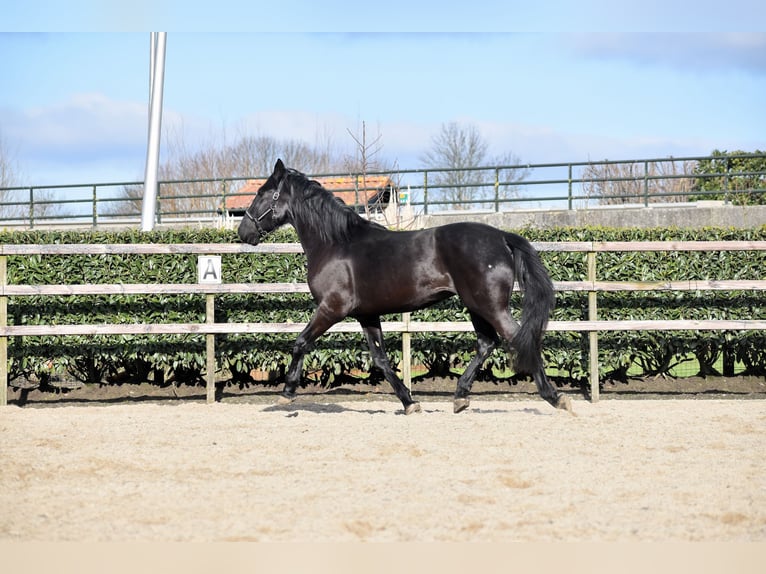 KWPN Castrone 3 Anni 163 cm Morello in IJsselstein