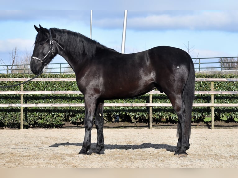KWPN Castrone 3 Anni 163 cm Morello in IJsselstein