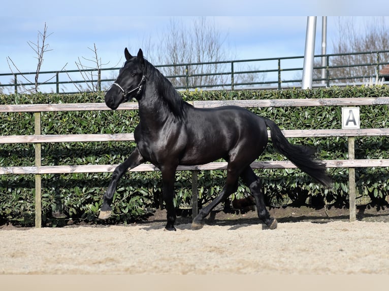 KWPN Castrone 3 Anni 163 cm Morello in IJsselstein