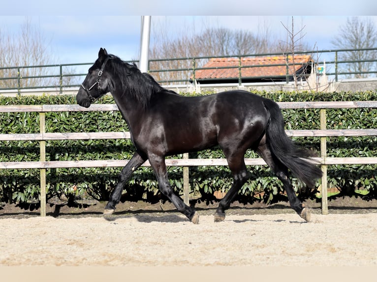 KWPN Castrone 3 Anni 163 cm Morello in IJsselstein