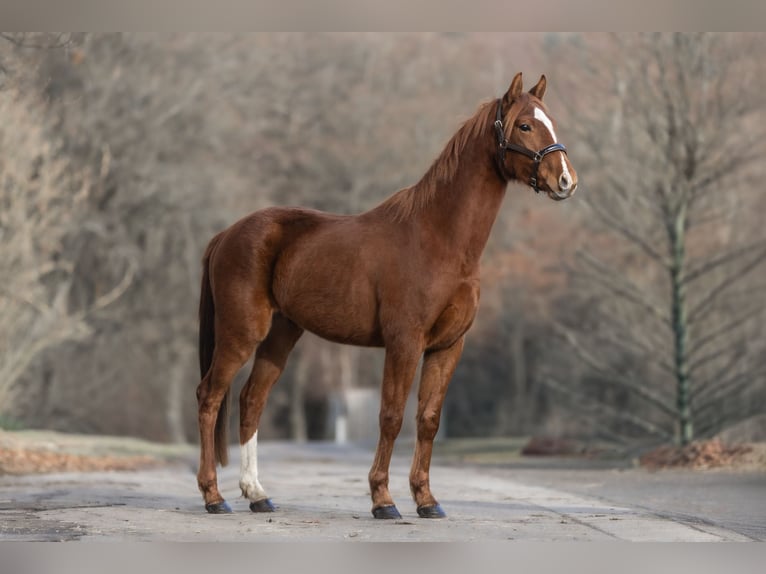 KWPN Castrone 3 Anni 163 cm Sauro in Windhagen