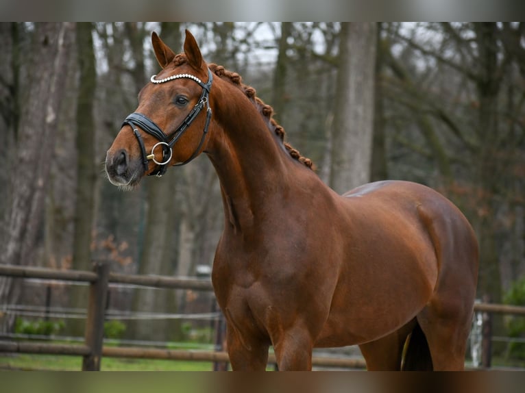 KWPN Castrone 3 Anni 163 cm Sauro scuro in Loon op Zand