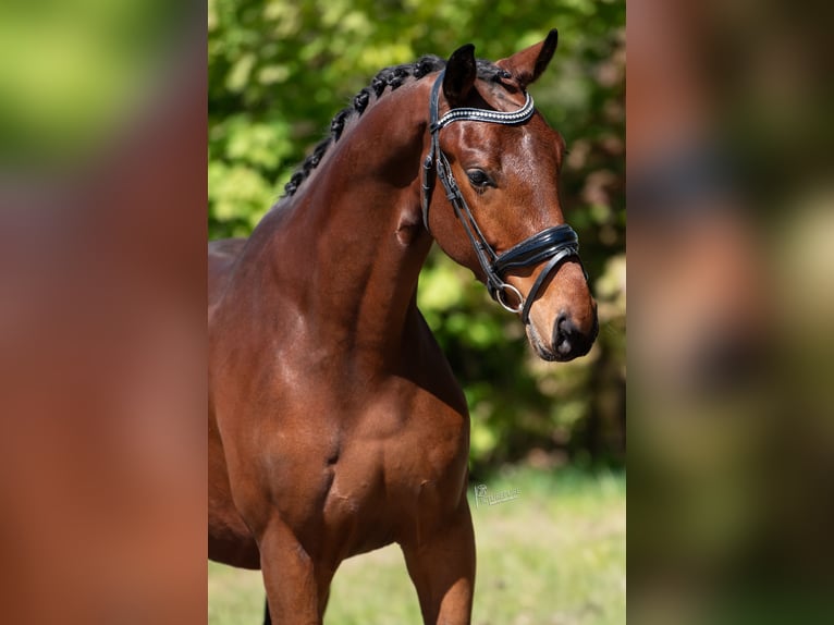 KWPN Castrone 3 Anni 164 cm Baio chiaro in Peer