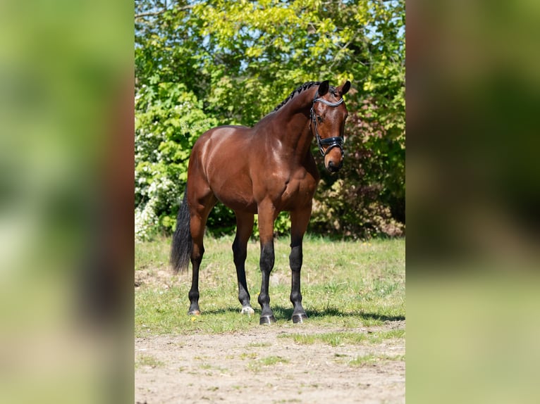 KWPN Castrone 3 Anni 164 cm Baio chiaro in Peer