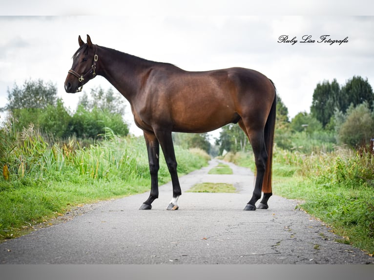 KWPN Castrone 3 Anni 164 cm Baio scuro in Gouderak