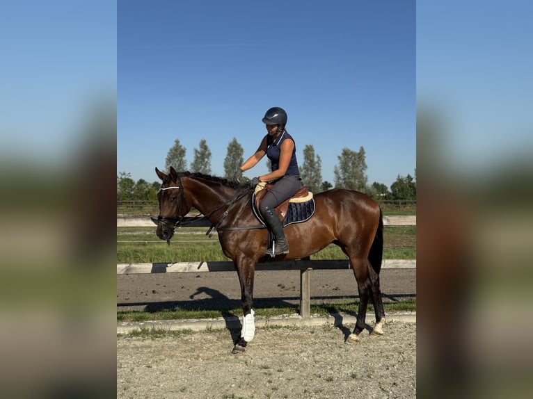 KWPN Castrone 3 Anni 164 cm in Brakel