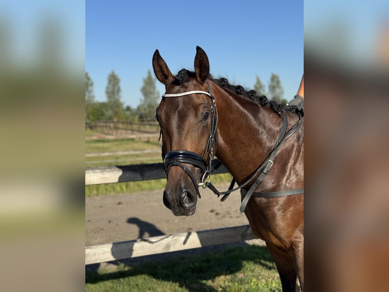 KWPN Castrone 3 Anni 164 cm in Brakel