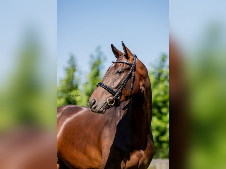 KWPN Castrone 3 Anni 165 cm Baio in Boxtel