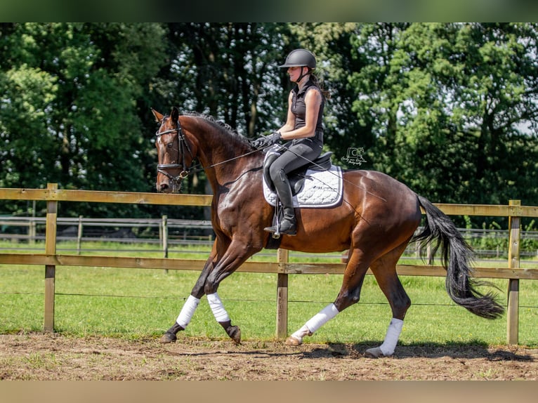 KWPN Castrone 3 Anni 165 cm Baio in Boxtel