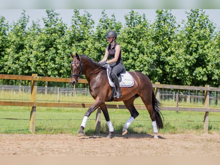 KWPN Castrone 3 Anni 165 cm Baio in Boxtel