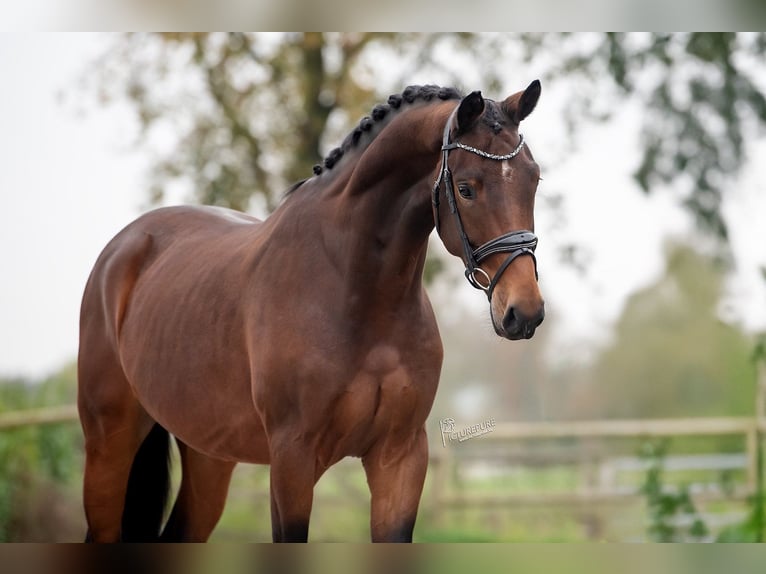 KWPN Castrone 3 Anni 165 cm Baio in Weert