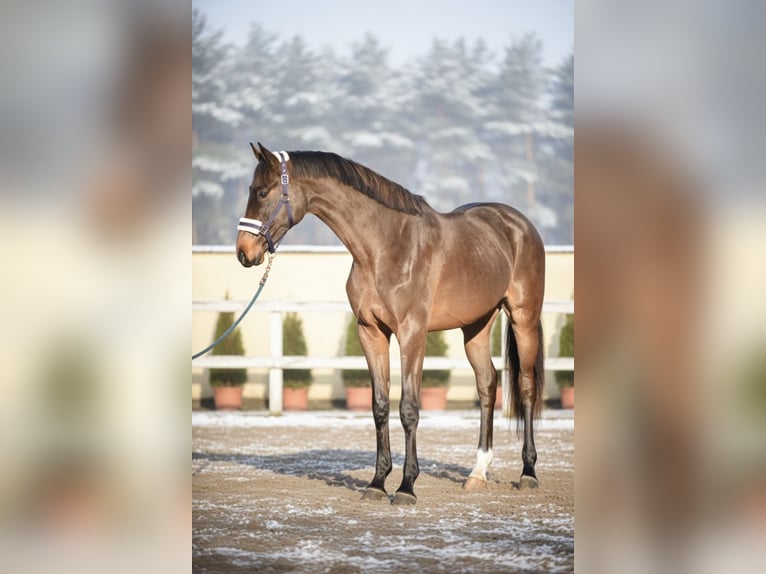 KWPN Castrone 3 Anni 165 cm Baio in Mor