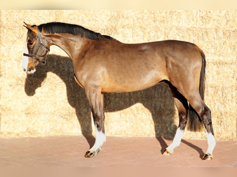 KWPN Castrone 3 Anni 165 cm Baio in Moergestel