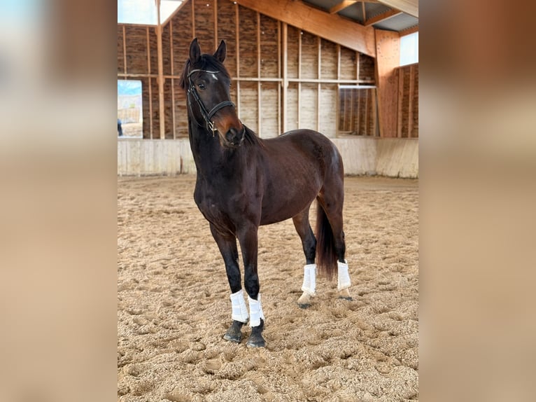 KWPN Castrone 3 Anni 165 cm Baio scuro in Alpes de Haute Provence