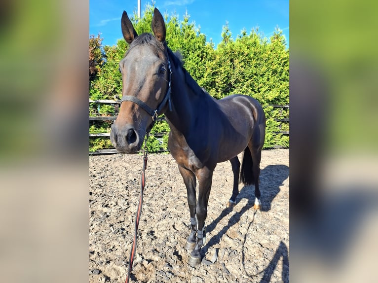 KWPN Castrone 3 Anni 165 cm Baio scuro in Dalfsen