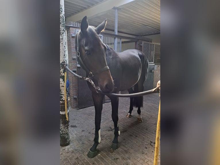 KWPN Castrone 3 Anni 165 cm Baio scuro in Dalfsen