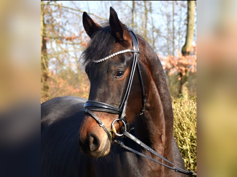 KWPN Castrone 3 Anni 165 cm Baio scuro in Neuss