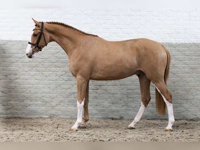 KWPN Castrone 3 Anni 165 cm  in Heerde