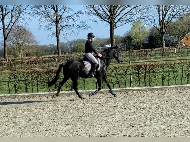 KWPN Castrone 3 Anni 165 cm Morello in Donderen