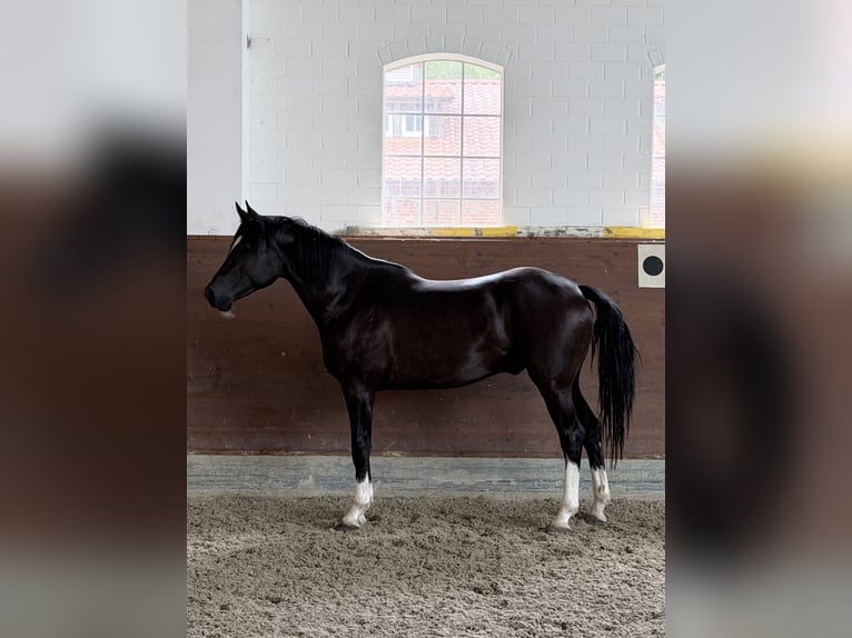 KWPN Castrone 3 Anni 165 cm Morello in Kirchlinteln