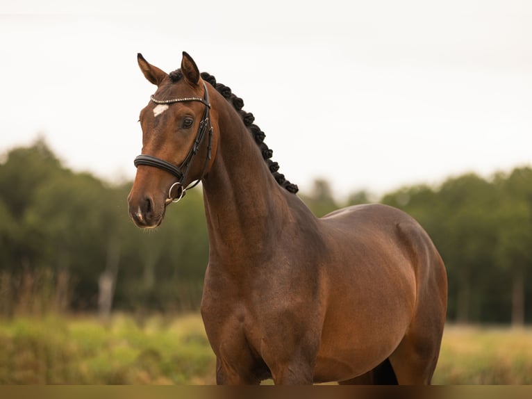 KWPN Castrone 3 Anni 166 cm Baio in Gieten