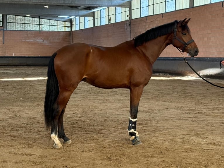 KWPN Castrone 3 Anni 166 cm Baio chiaro in San Sebastian De Los Reyes