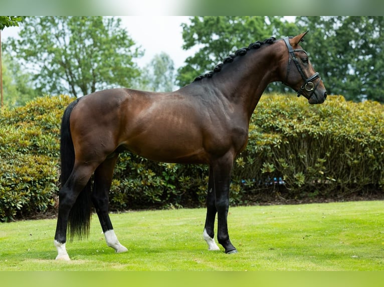 KWPN Castrone 3 Anni 166 cm Baio scuro in Oosterhout