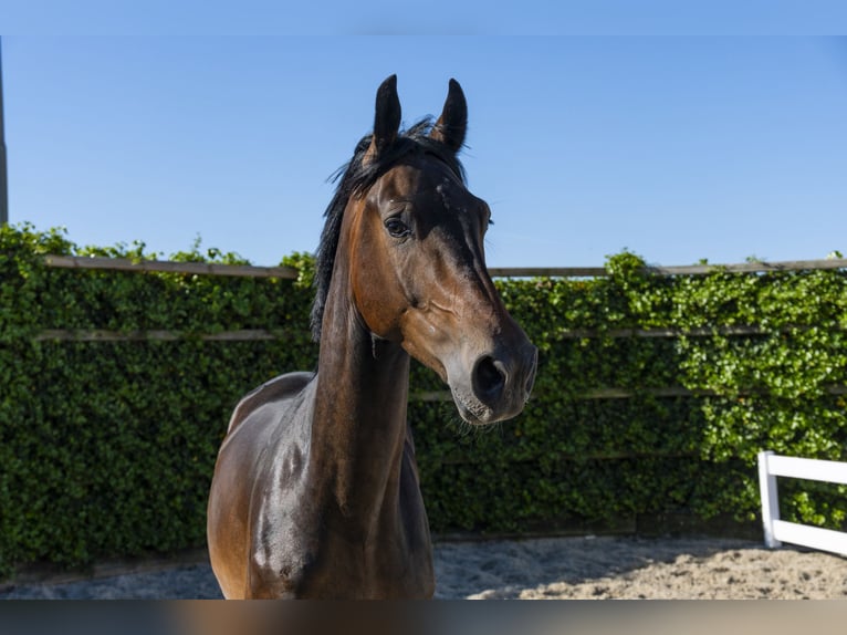 KWPN Castrone 3 Anni 166 cm in Waddinxveen