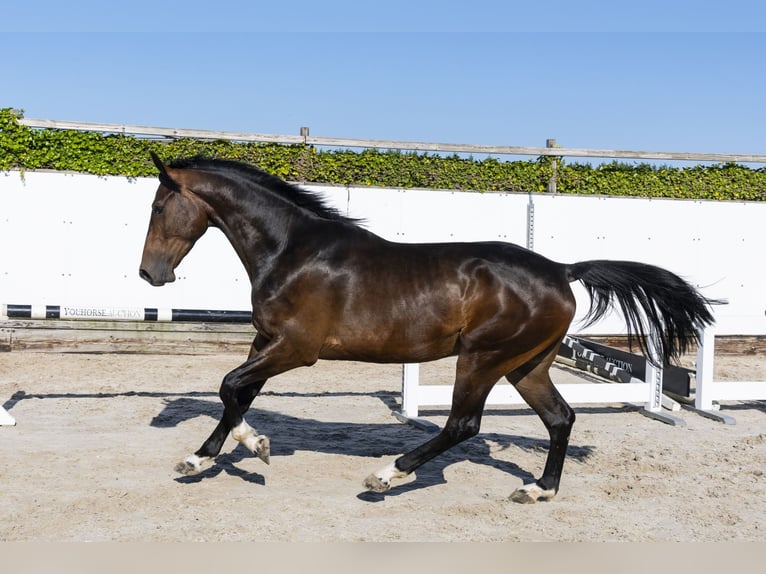 KWPN Castrone 3 Anni 166 cm in Waddinxveen