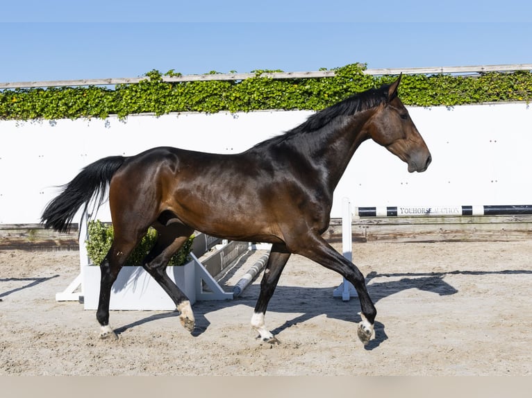 KWPN Castrone 3 Anni 166 cm in Waddinxveen