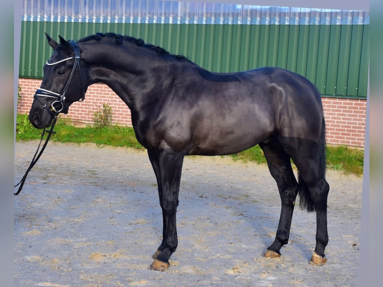 KWPN Castrone 3 Anni 166 cm Morello in Neuss