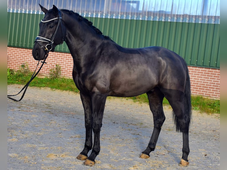 KWPN Castrone 3 Anni 166 cm Morello in Neuss